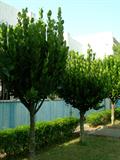 معرفی و راهنمای پرورش درختان میوه - گامبوجه 